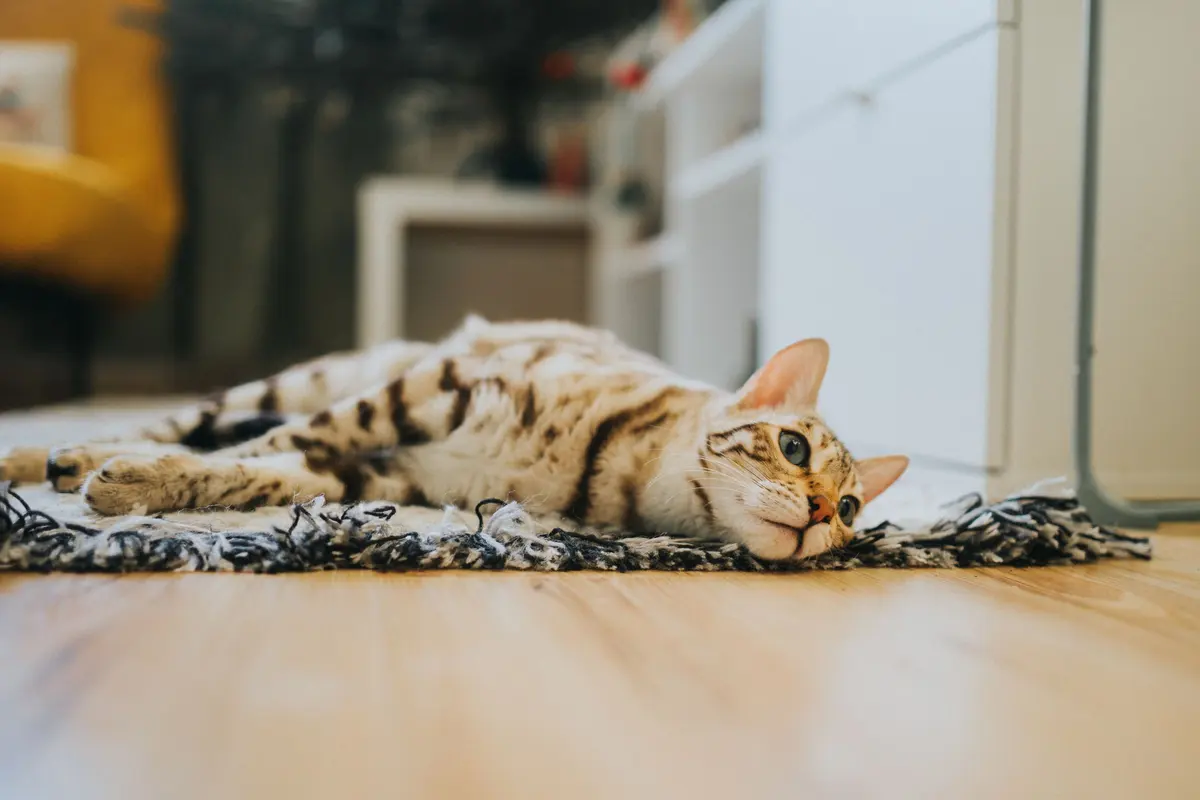Cozy pet-friendly flooring