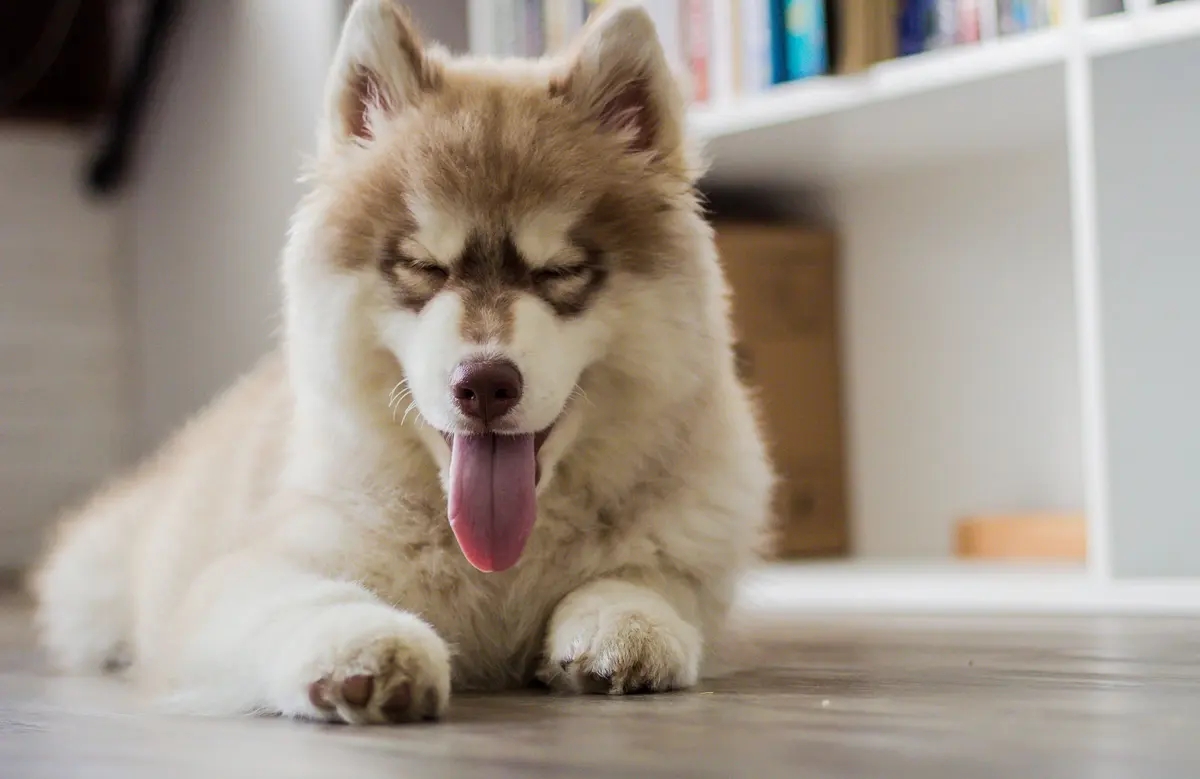 Pet-friendly flooring